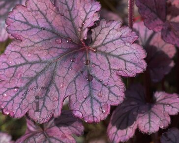 Heuchera 'Blackberry Jam'