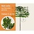 Lei-Parrotia - Basic - pakket 5 stuks + EXTRA'S!