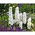 Delphinium pacific 'Galahad'