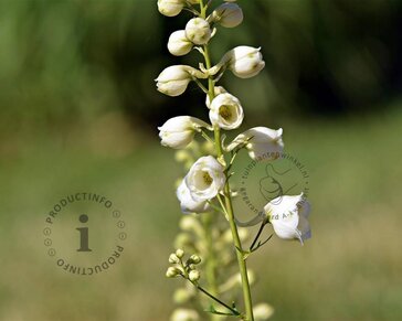 Delphinium pacific 'Galahad'