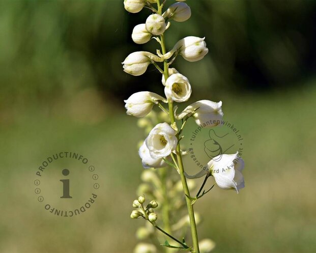 Delphinium pacific 'Galahad'
