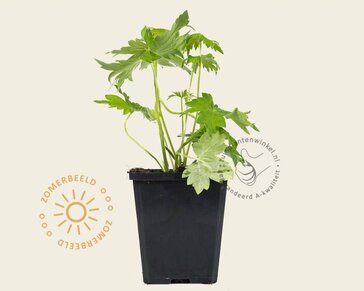 Delphinium pacific 'Galahad'