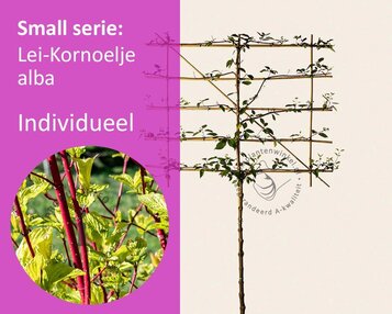 Lei-Kornoelje alba - Small - individueel geen extra's image