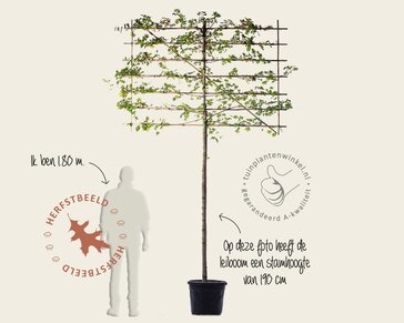 Lei-Veldesdoorn - Classic - pakket 5 stuks + EXTRA'S!