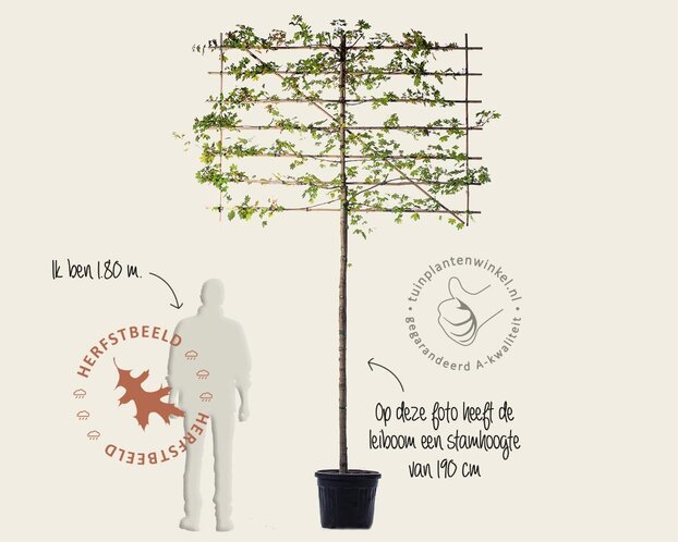 Lei-Veldesdoorn - Classic - pakket 5 stuks + EXTRA'S!