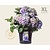 Hydrangea macrophylla 'Blauw' - XL
