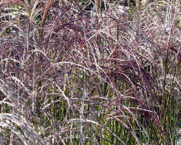 Miscanthus sinensis 'Flamingo' image