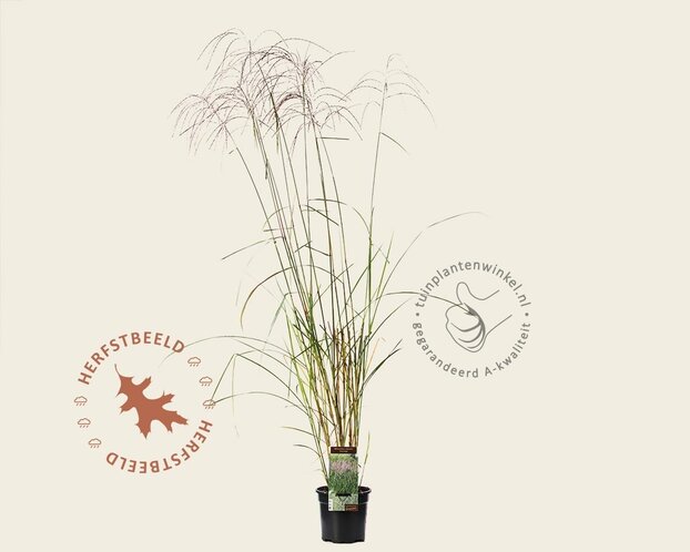 Miscanthus sinensis 'Flamingo'
