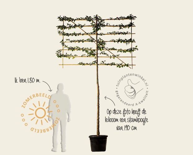 Lei-sierkers 'Umineko' - Classic - pakket 2 stuks + EXTRA'S!