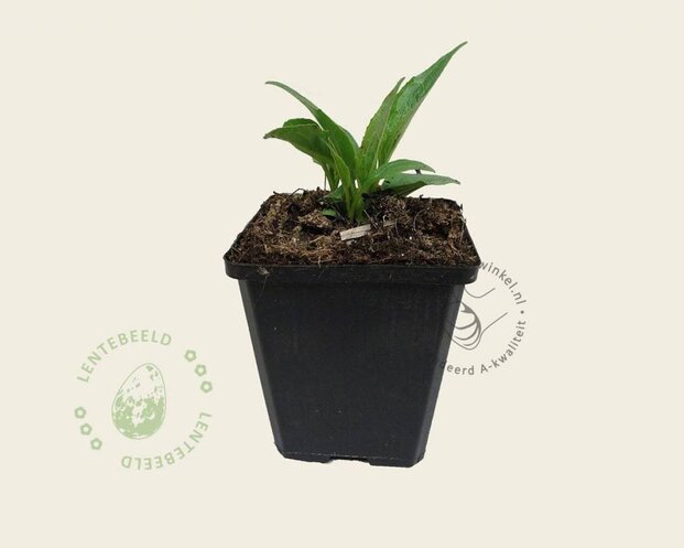 Echinacea purpurea 'White Swan'