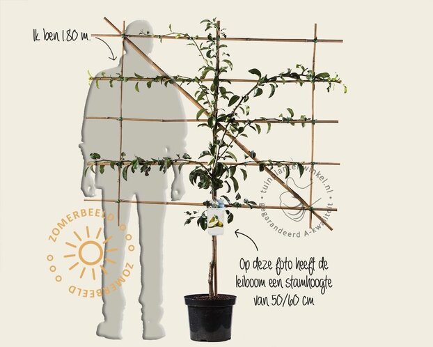 Lei-Peer 'Conference' - Small - pakket 2 stuks + EXTRA'S