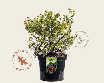 Potentilla fruticosa 'Red Ace'