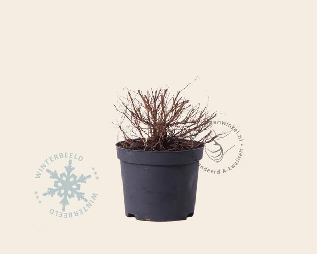 Potentilla fruticosa 'Red Ace'