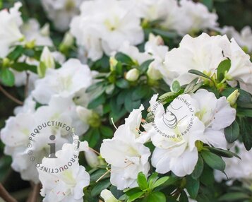 Rhododendron 'Arctic Tern' image