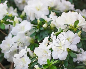 Rhododendron 'Arctic Tern'