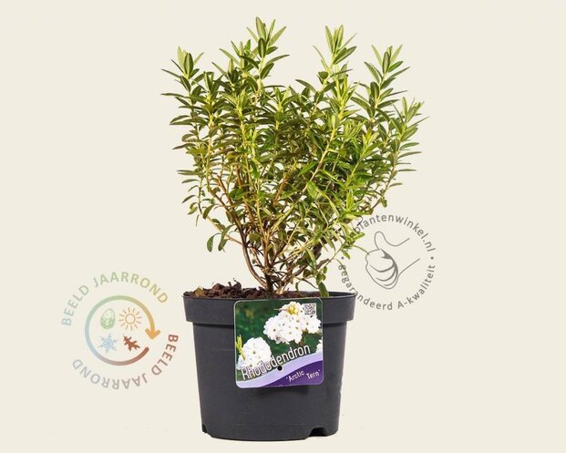 Rhododendron 'Arctic Tern'