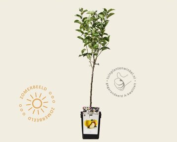 Malus domestica 'Golden Delicious' - mini image