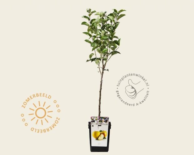Malus domestica 'Golden Delicious' - mini