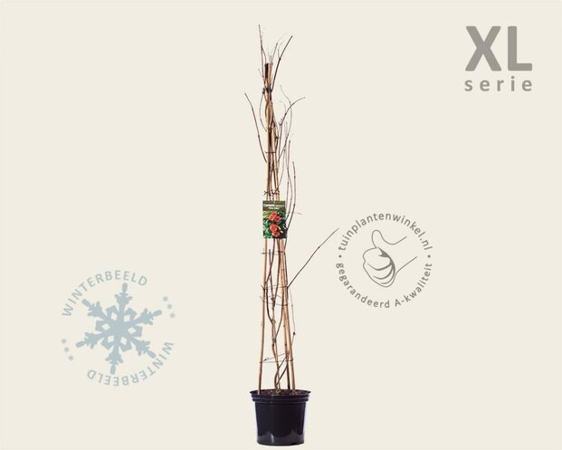 Campsis tagliabuana 'Mme Galen' - XL