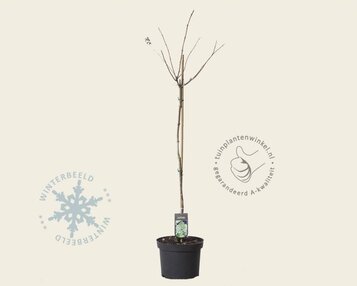 Hydrangea paniculata 'Grandiflora' - op stam image