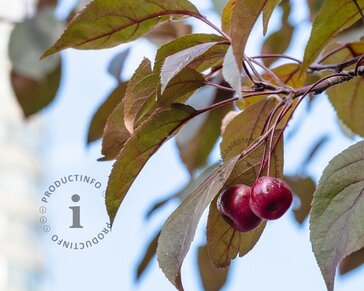 Malus 'Veitch's Scarlet'