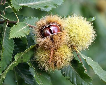 Castanea sativa