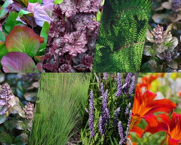 Borderpakket Purpurea schaduw-halfschaduw - (pakket 11)