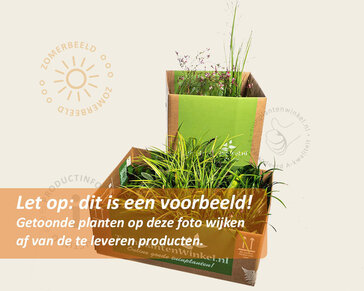 Borderpakket Purpurea schaduw-halfschaduw - (pakket 11)