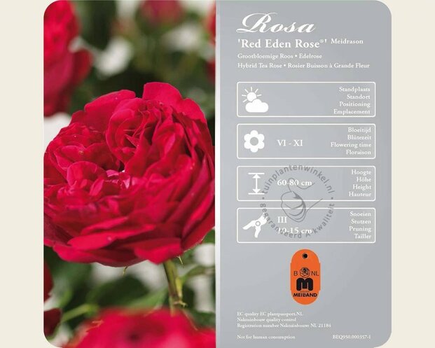 Rosa 'Red Eden Rose'