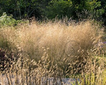 Deschampsia cespitosa 'Goldtau' image
