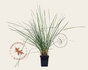 Deschampsia cespitosa 'Goldtau'