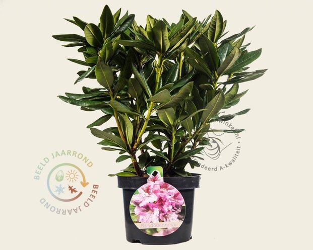 Rhododendron 'Cosmopolitan'