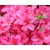 Rhododendron Azalea 'Anne Frank'