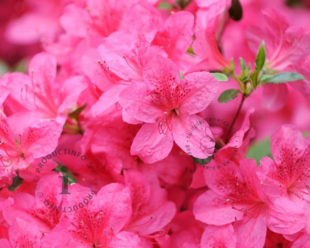 Rhododendron Azalea 'Anne Frank' kopen | Japanse azalea