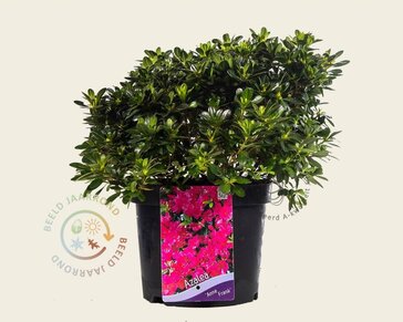 Rhododendron Azalea 'Anne Frank'