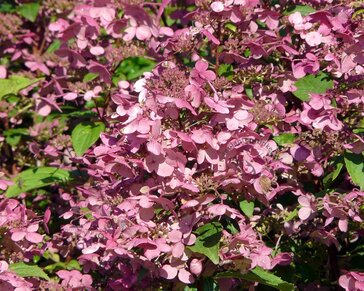 Hydrangea paniculata 'Wim's Red' - XL
