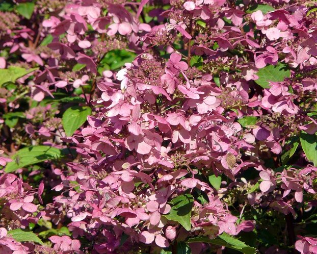 Hydrangea paniculata 'Wim's Red' - XL
