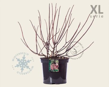 Hydrangea paniculata 'Wim's Red' - XL