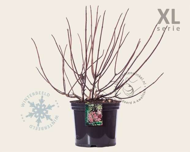 Hydrangea paniculata 'Wim's Red' - XL