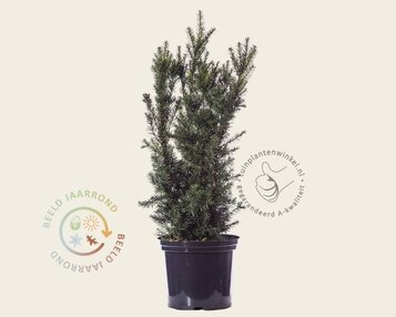 Taxus media 'Hicksii' 80/90 - in pot image