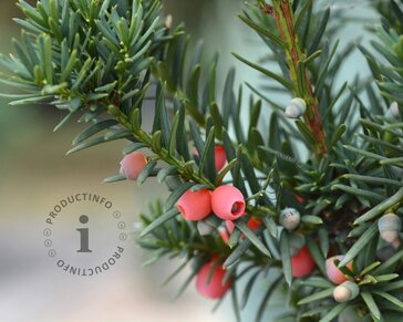 Taxus media 'Hicksii' 80/90 - in pot