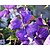 Clematis 'Jackmanii'
