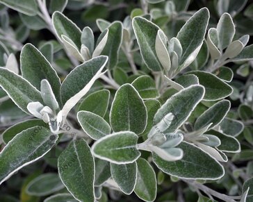 Brachyglottis senecio 'Sunshine'