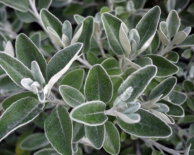 Brachyglottis senecio 'Sunshine'