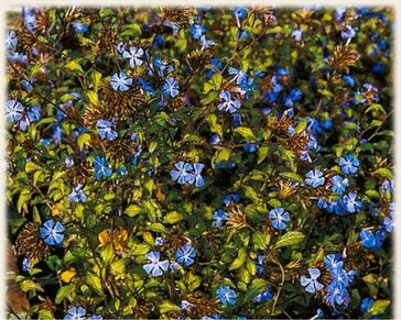 Ceratostigma willmottianum