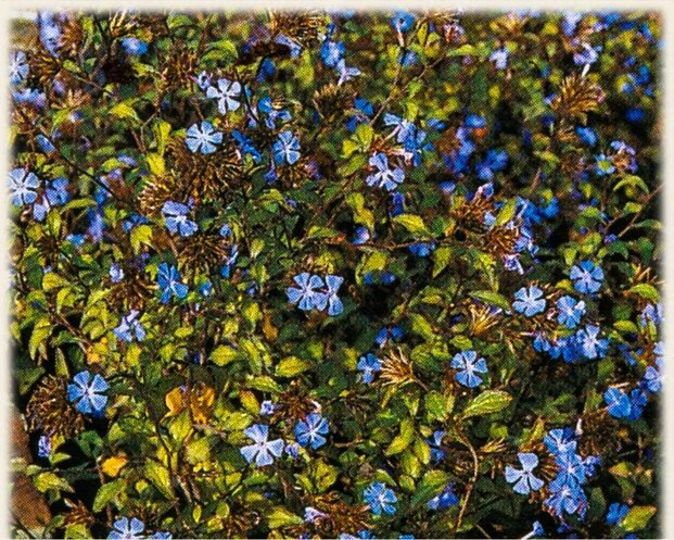 Ceratostigma willmottianum