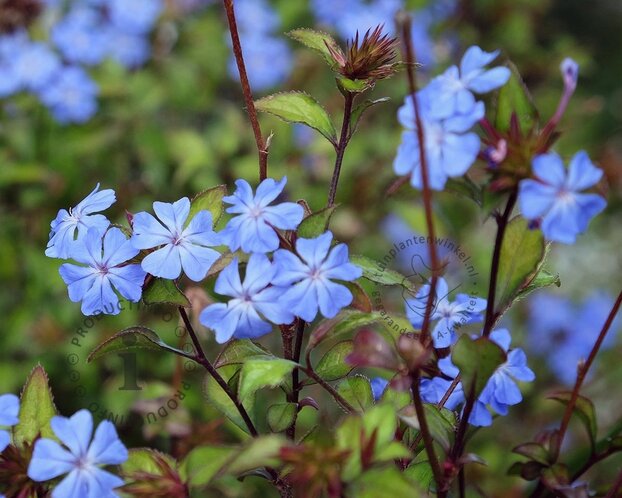 Ceratostigma willmottianum
