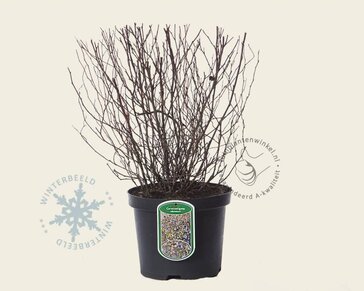 Ceratostigma willmottianum