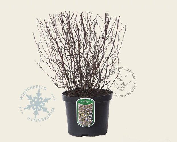 Ceratostigma willmottianum