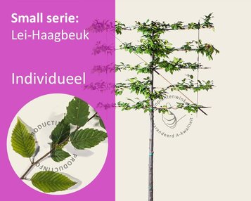 Carpinus betulus leiboom - Rek 120x90 cm image